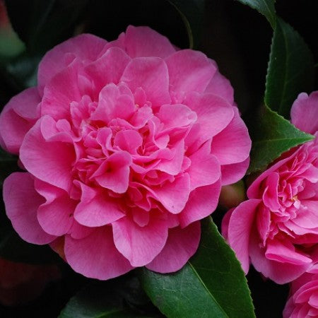 Camellia japonica Debbie