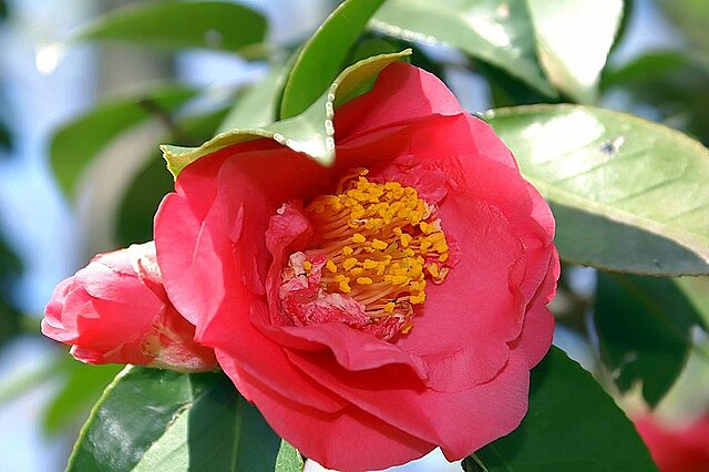 Camellia japonica Elegans