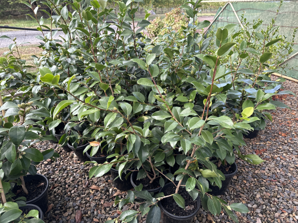 Camellia japonica Elegans