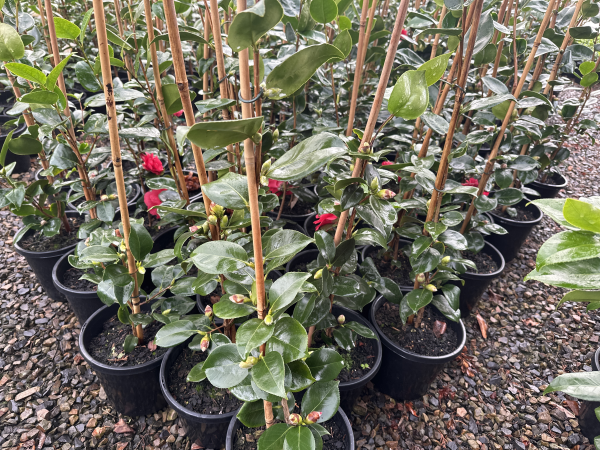Camellia japonica Great Eastern