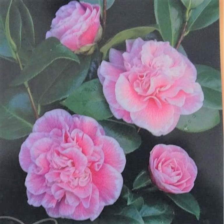 Camellia japonica Lady Loch