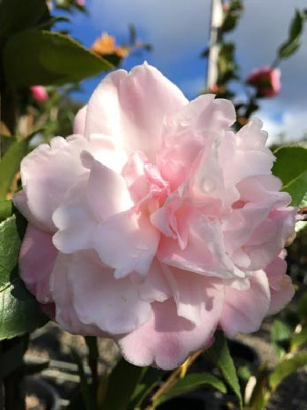 Camellia japonica Sweet Jane