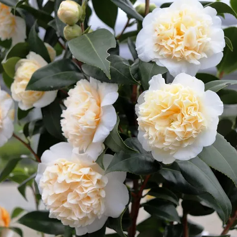 Camellia japonica 'Brushfields Yellow'