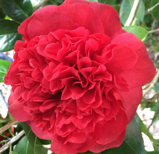 Camellia japonica 'Grand Marshall'