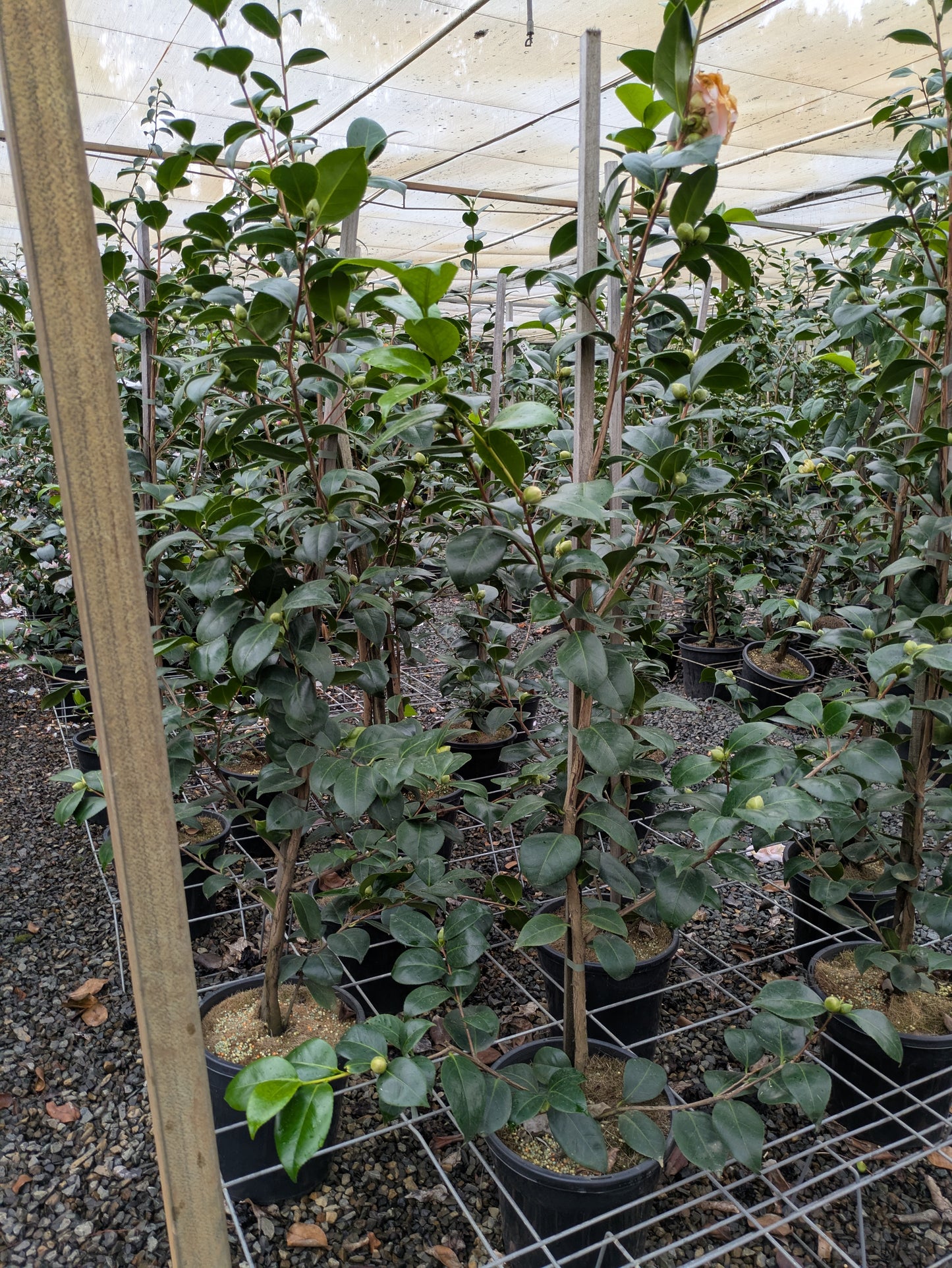 Camellia japonica 'Margaret Davis'