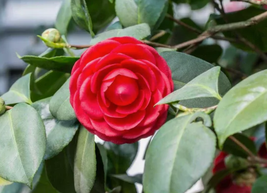 Camellia japonica 'Red Red Rose'