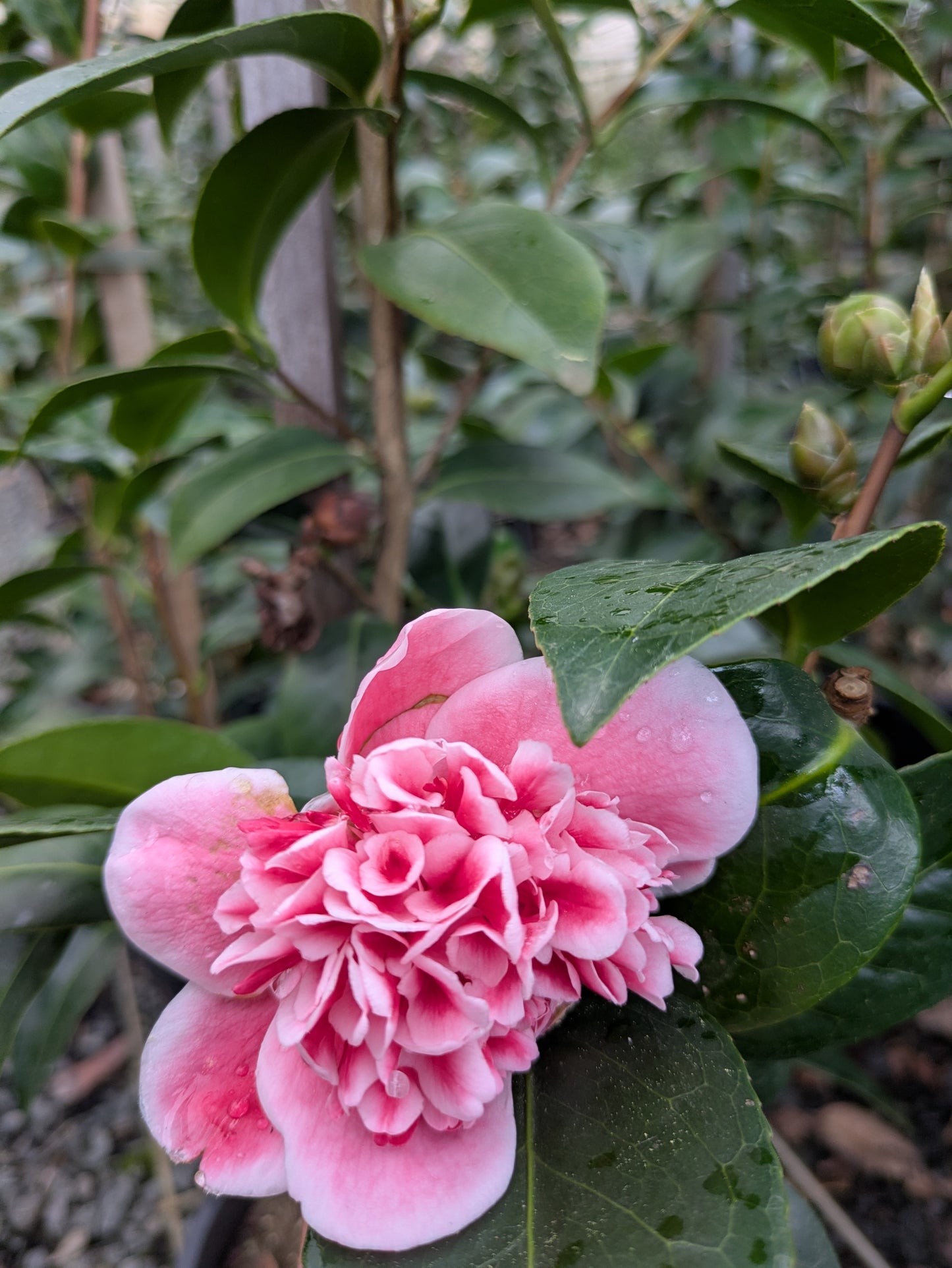 Camellia japonica 'Volunteer' pbr