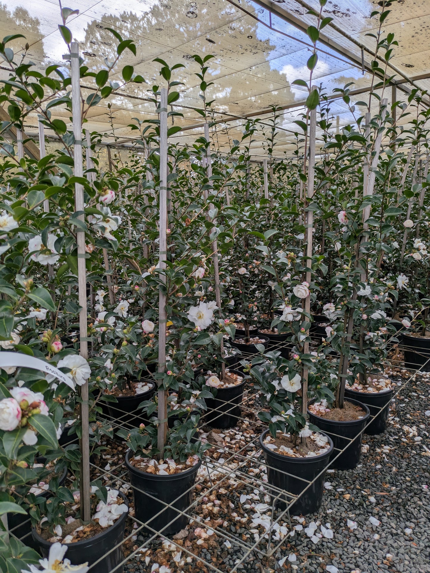 Camellia sasanqua 'Asakura'