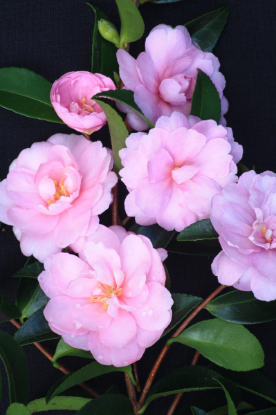 Camellia sasanqua Gwen Pike