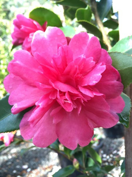 Camellia sasanqua Paradise Caroline