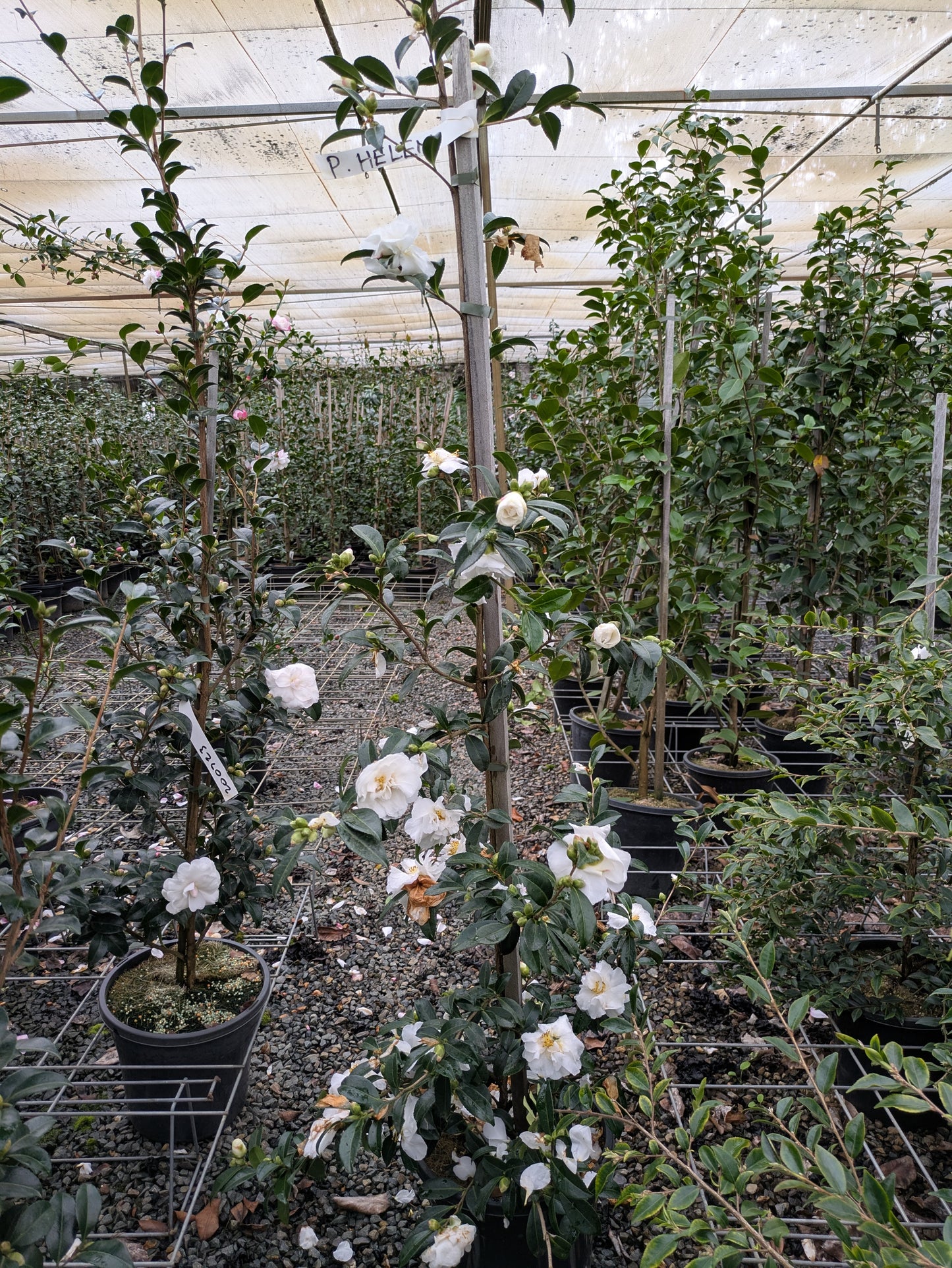 Camellia sasanqua Paradise Helen