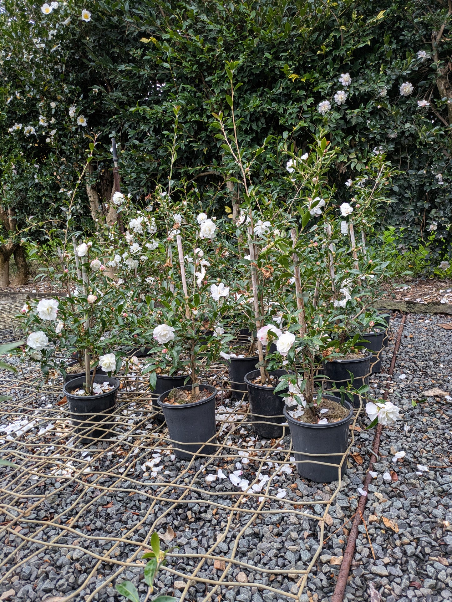 Camellia sasanqua Paradise Little Liane