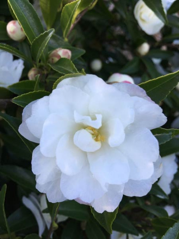 Camellia sasanqua Paradise Little Liane