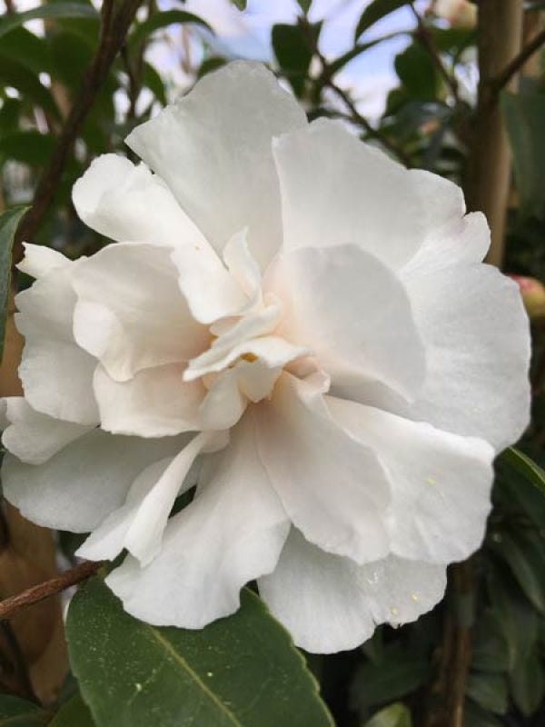 Camellia sasanqua Paradise Petite White