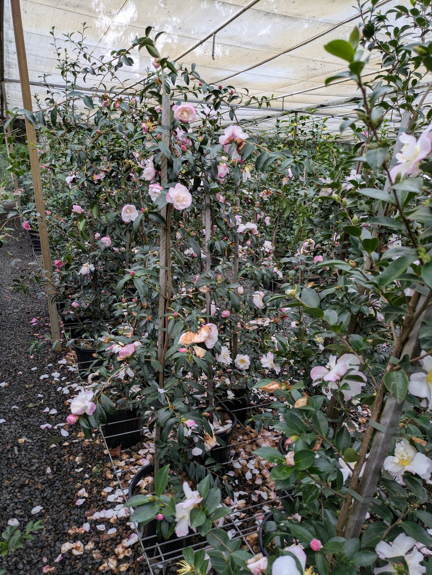 Camellia sasanqua Paradise Sarah