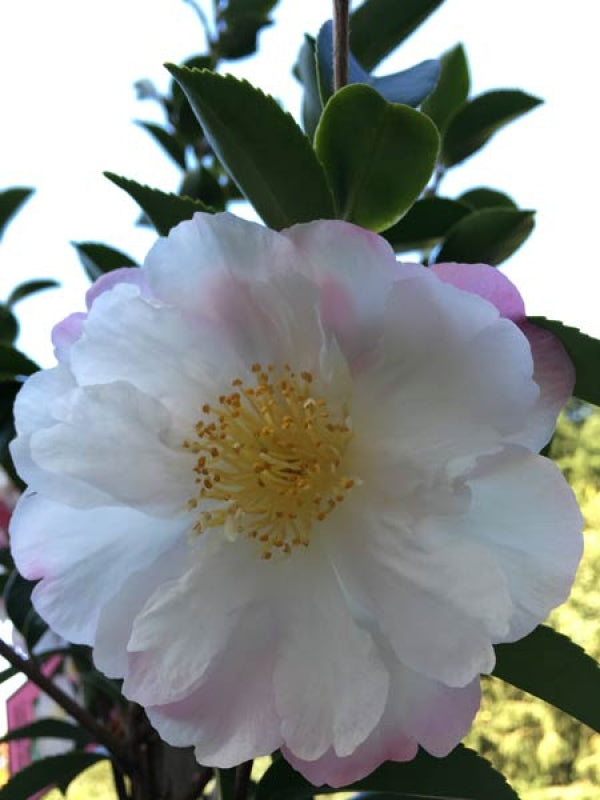 Camellia sasanqua Paradise Venessa