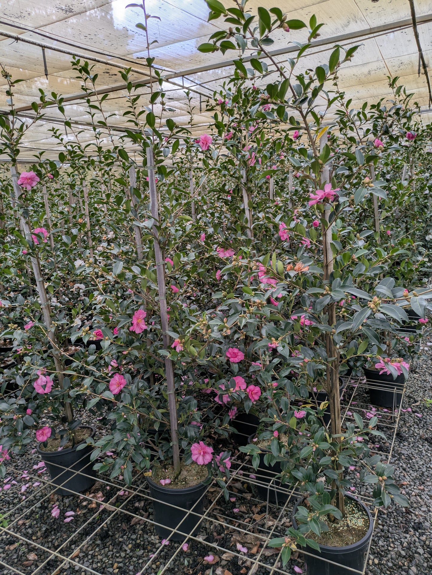 Camellia sasanqua ShiShi Gashira