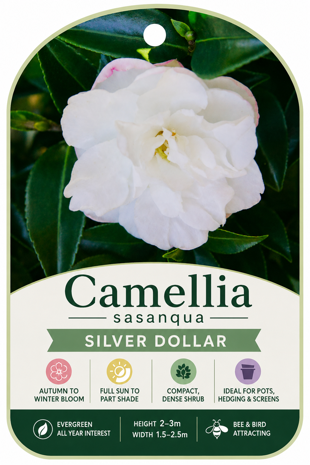 Camellia sasanqua Silver Dollar