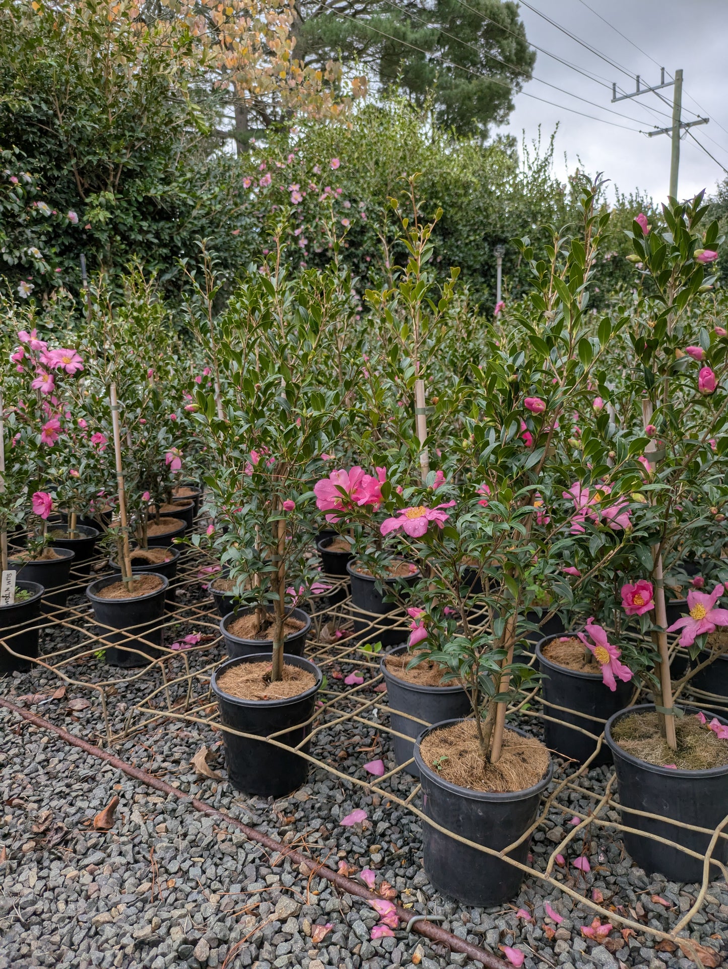Camellia sasanqua Slim n Trim