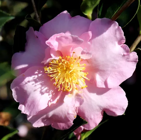 Camellia sasanqua 'Edna Butler'