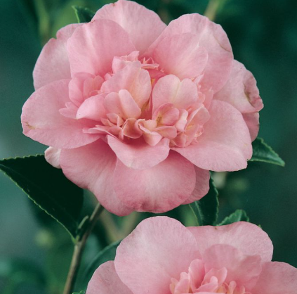 Camellia sasanqua 'Jennifer Susan'