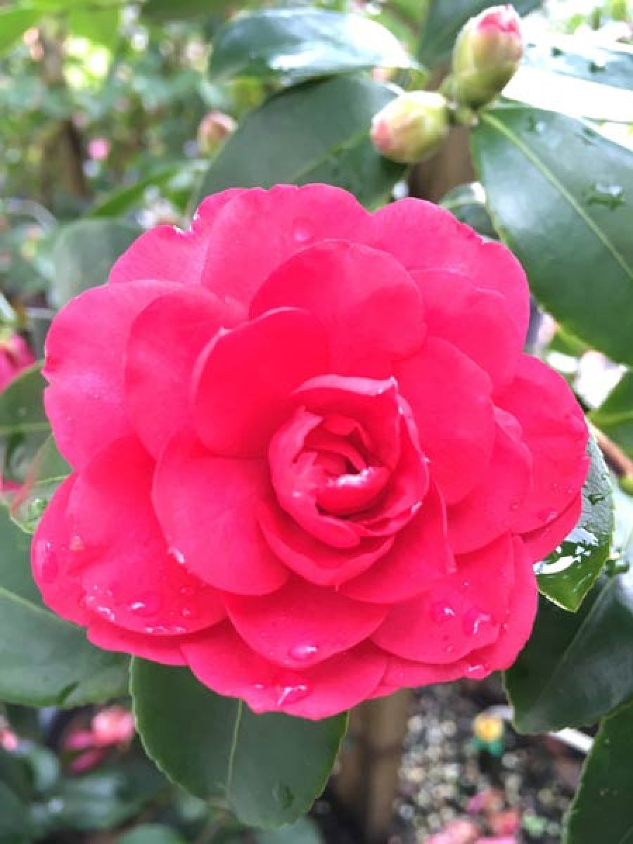 Camellia sasanqua (PAREXO)  Exotic Jewel