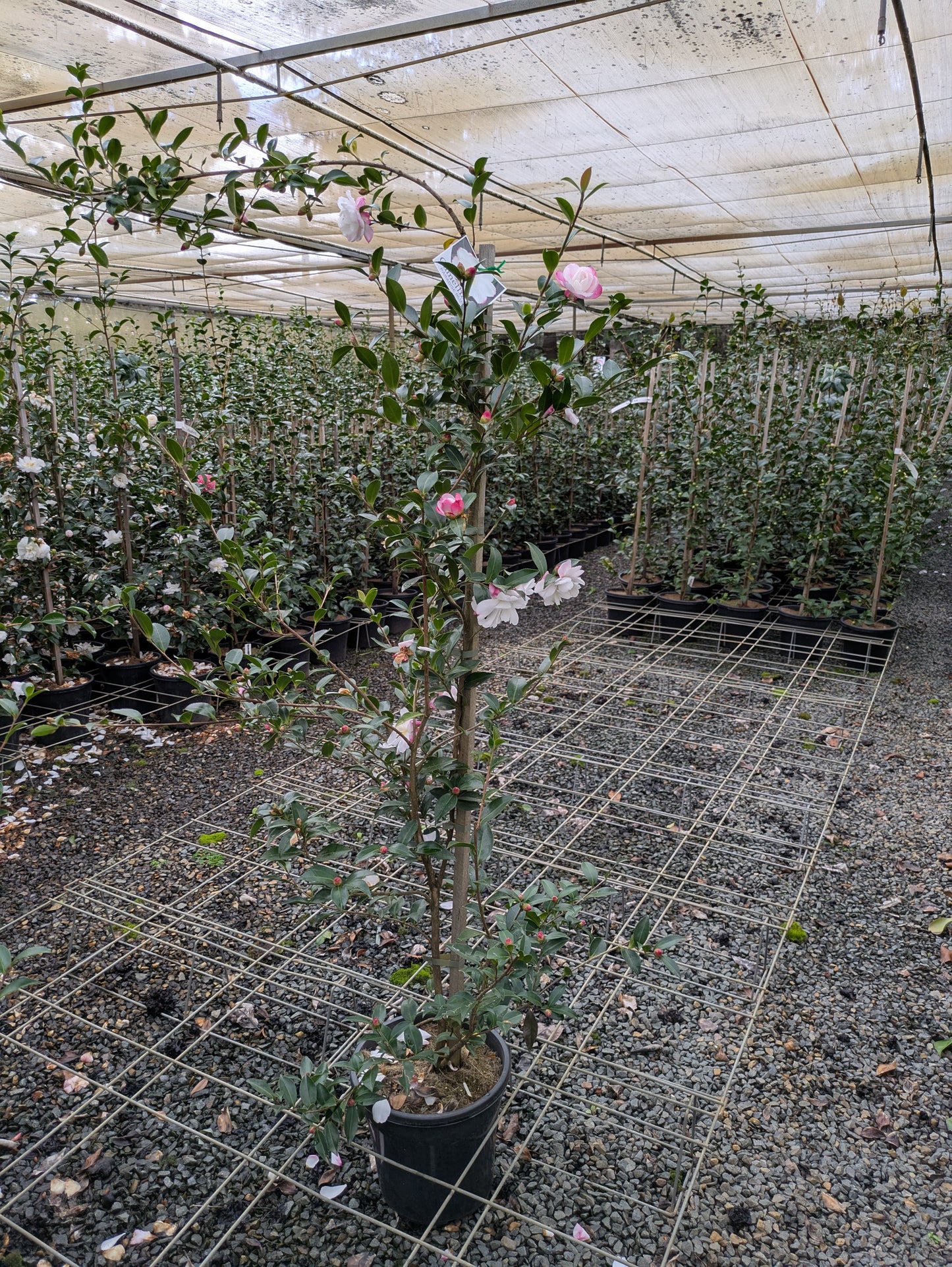 Camellia sasanqua 'Paradise Blush'