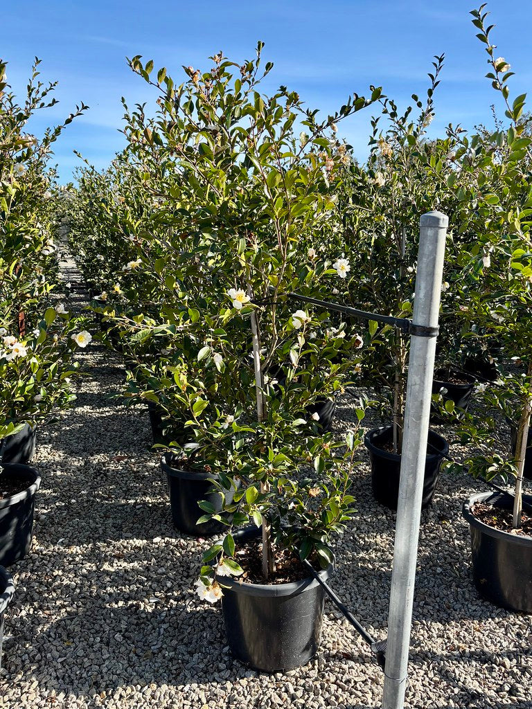 Camellia sasanqua 'Setsugekka'