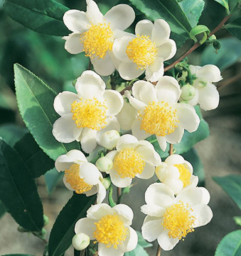 Camellia sinensis