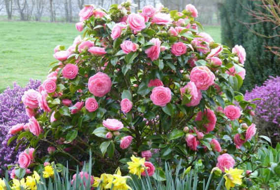 Camellia x williamsii 'Betty Ridley'