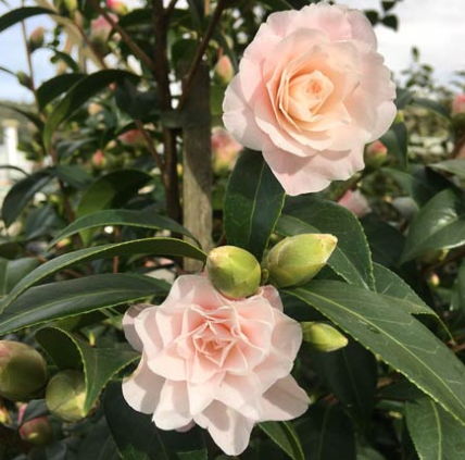 Camellia x williamsii 'Buttons n Bows'