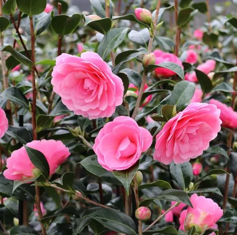 Camellia x williamsii 'Hari Withers'