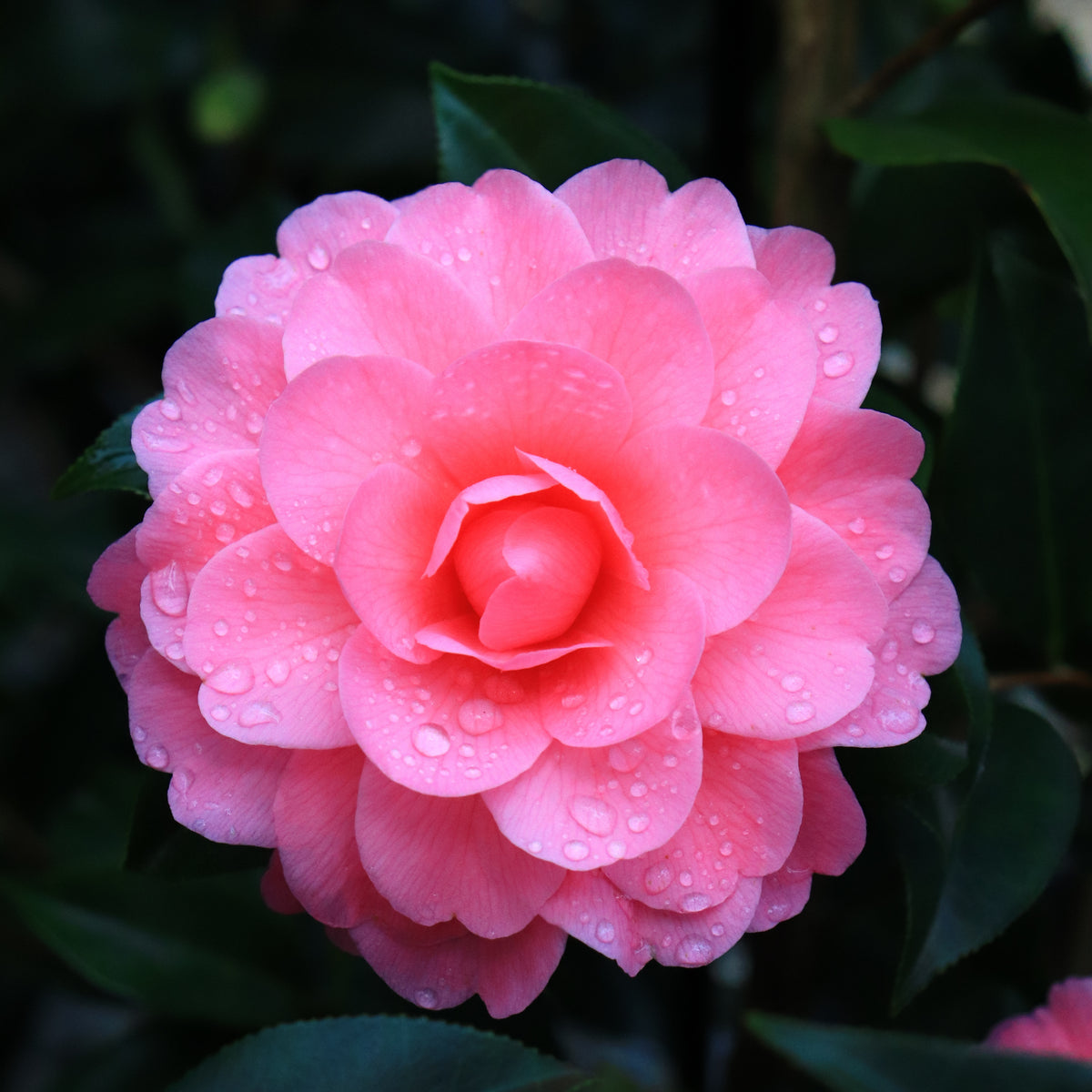 Camellia x williamsii 'Hari Withers'