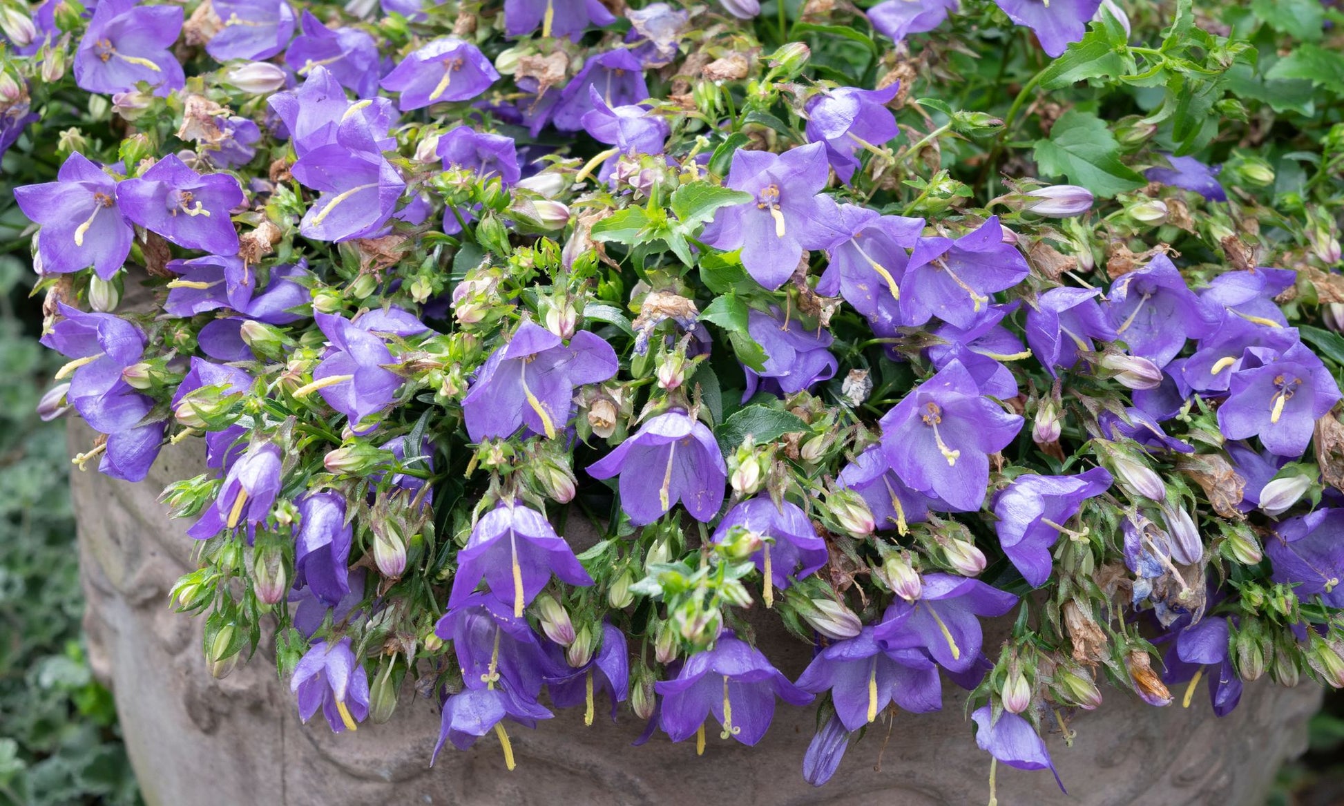 the plant broker