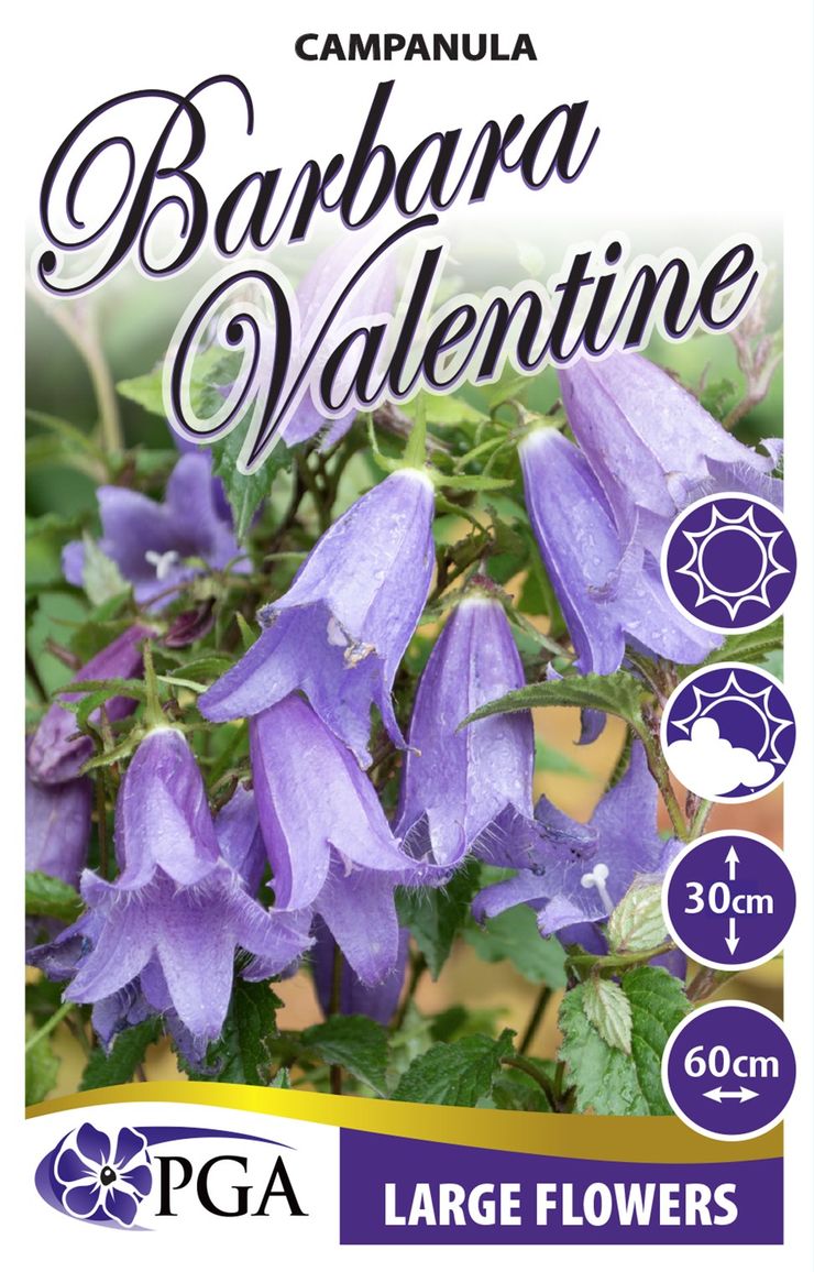 Campanula ‘Barbara Valentine’