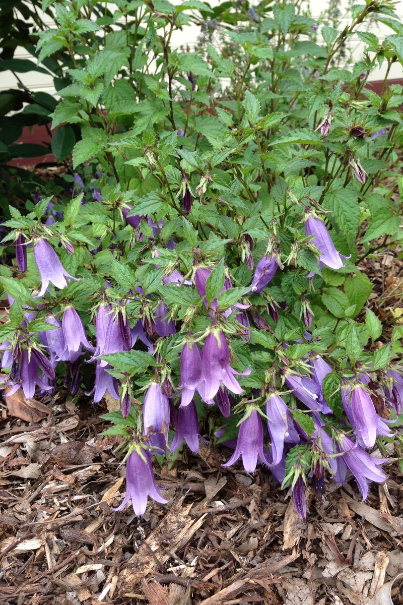 Campanula ‘Barbara Valentine’