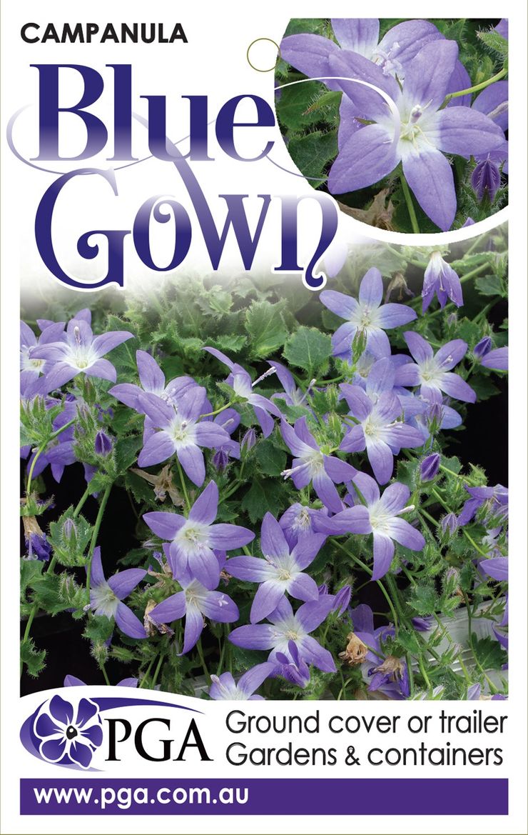 Campanula ‘Blue Gown’