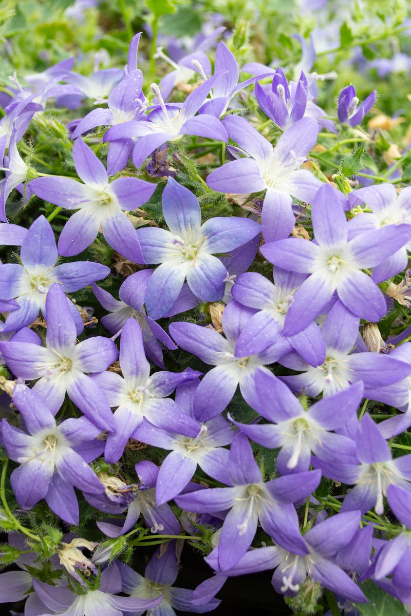 Campanula ‘Blue Gown’