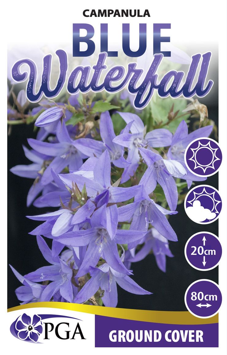 Campanula ‘Blue Waterfall’