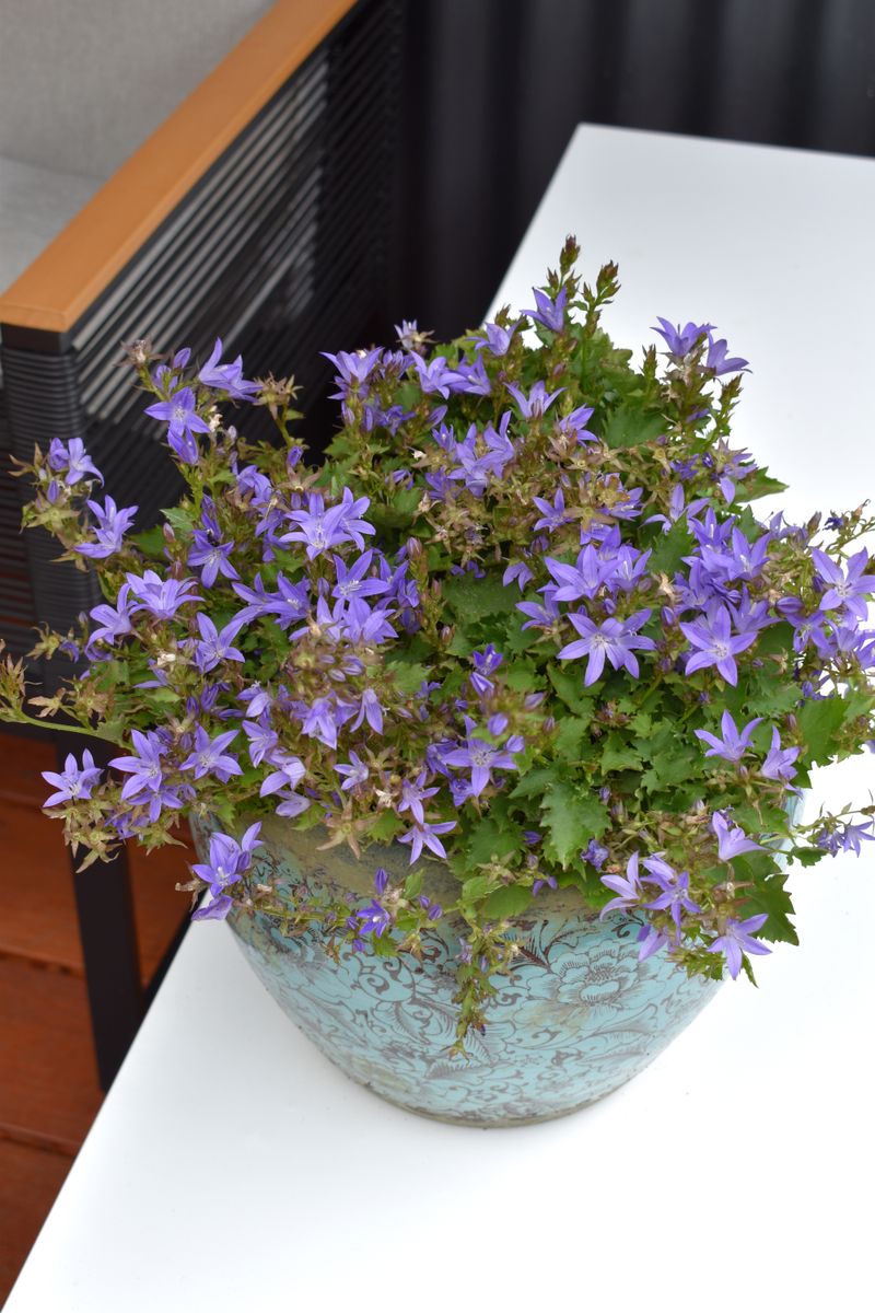 Campanula ‘Blue Waterfall’