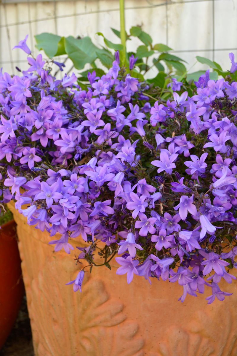 Campanula ‘Catharina’