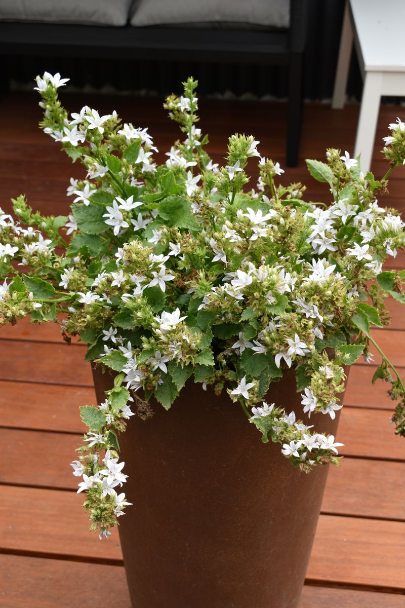 Campanula ‘EH Frost’