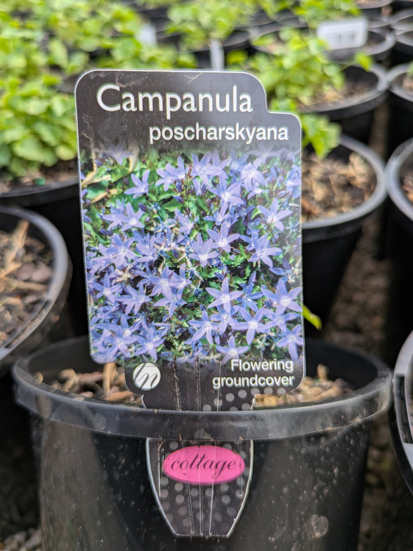 Campanula poscharskyana