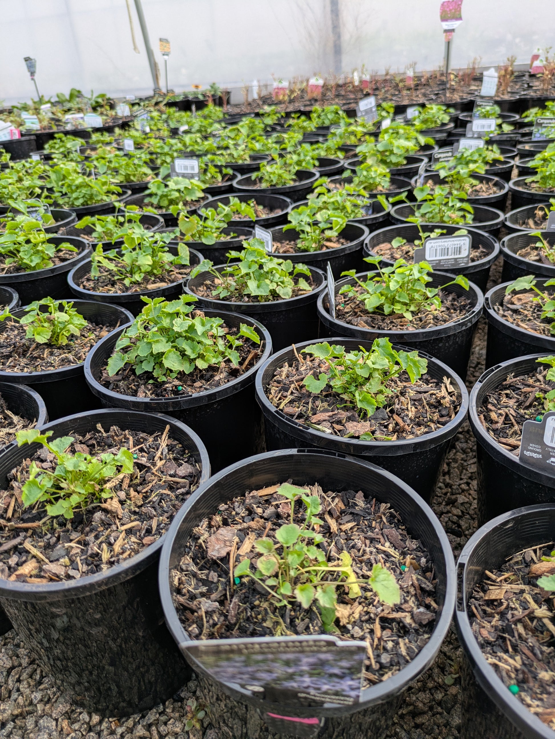 the plant broker
