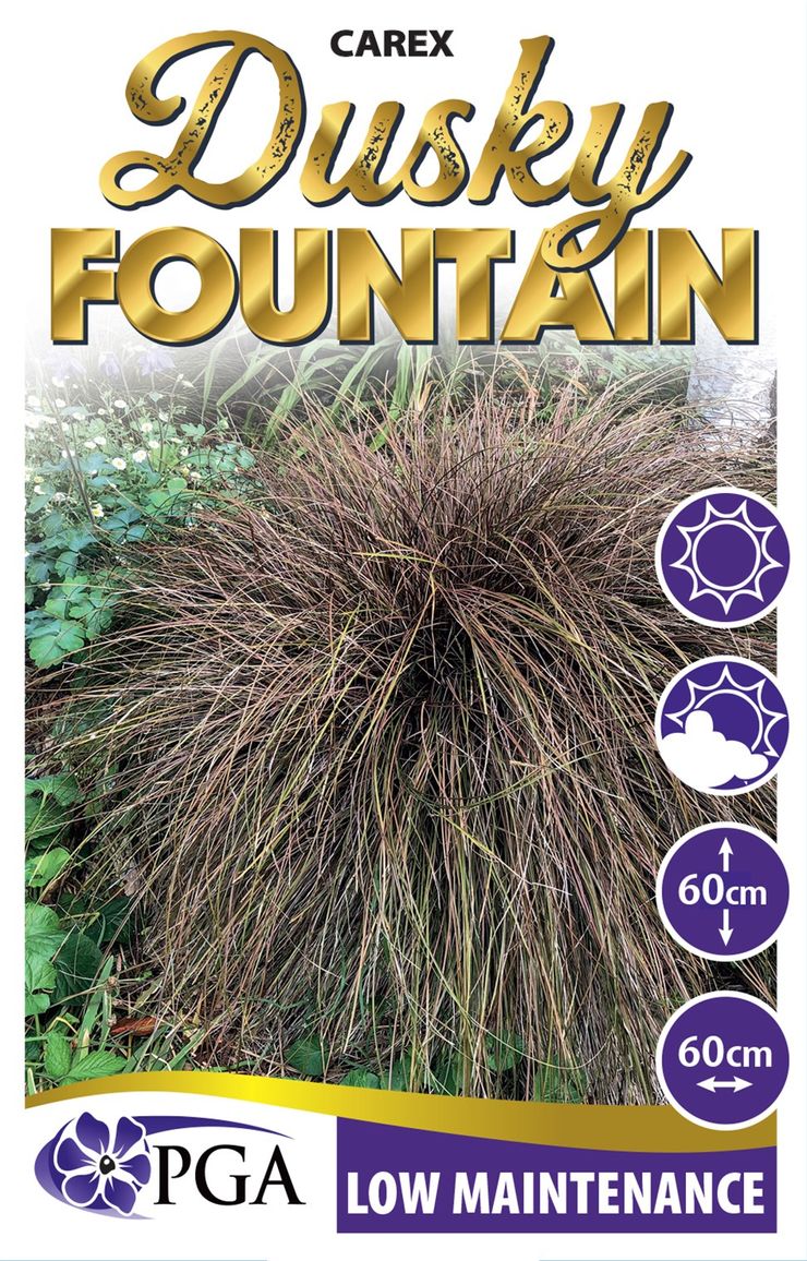 Carex "Dusky Fountain"