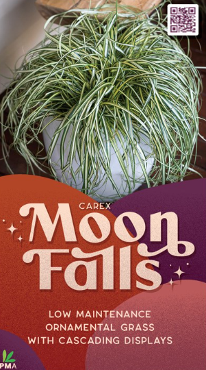 Carex Moon Falls