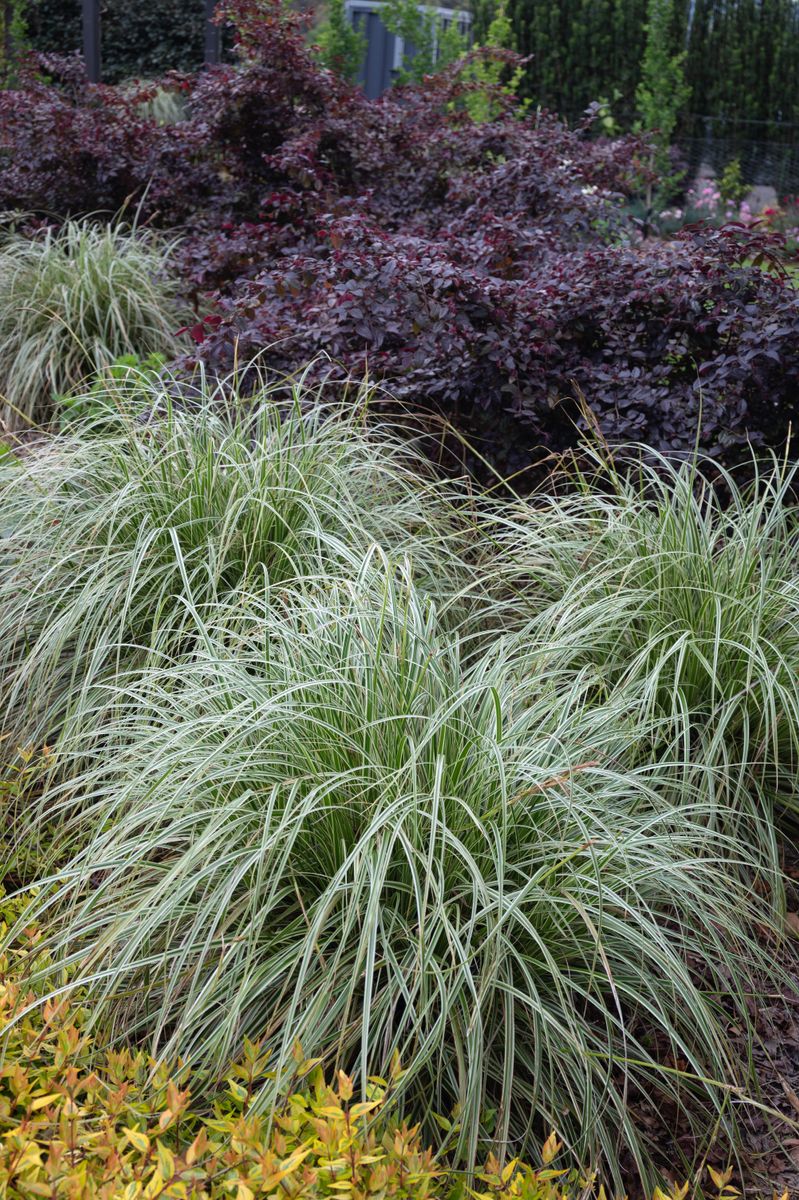 Carex ‘Feather Falls’