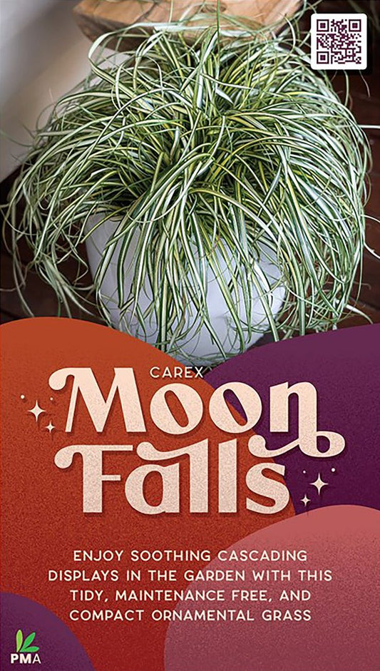 Carex ‘Moon Falls’