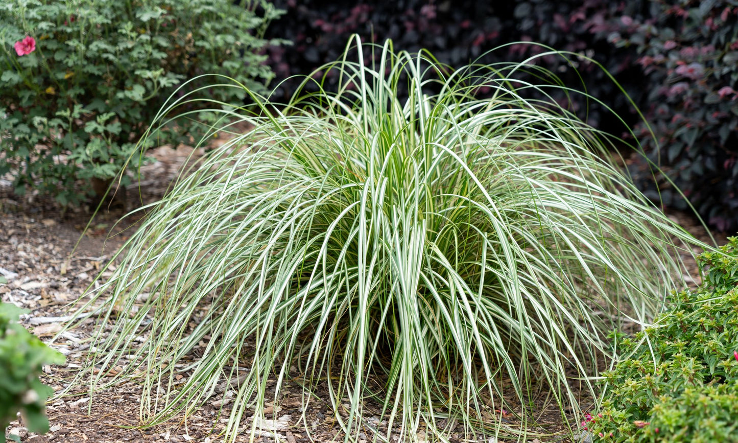 Carex ‘Moon Falls’