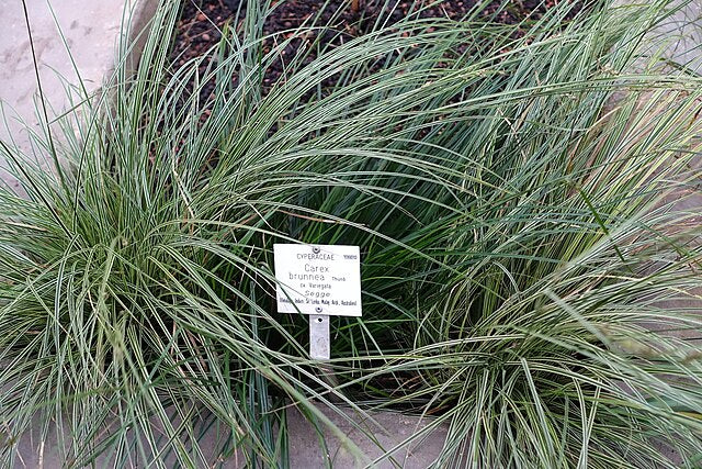 Carex brunnea Variegata